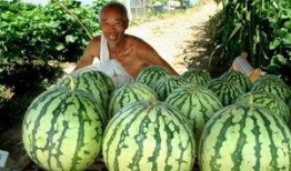 瓜农上线免费吃瓜,夏日炎炎共享清凉盛宴